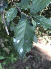 Ehretia anacua