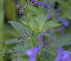 Nepeta sibirica