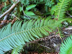 Polystichum
