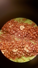 Polystichum californicum