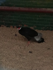 Crossoptilon mantchuricum