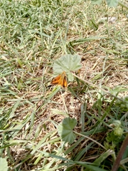 Ochlodes sylvanoides