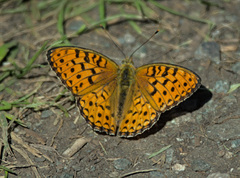 Argynnis niobe