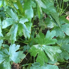 Ranunculus