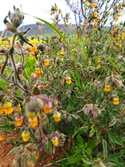 Hermannia multiflora