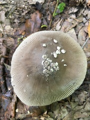 Amanita vaginata