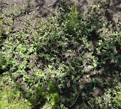 Mirabilis