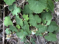 Rubus alceifolius