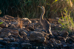 Ardea purpurea