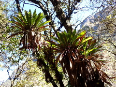 Tillandsia complanata