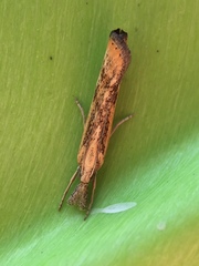 Agriphila inquinatella
