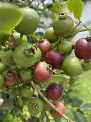 Psidium