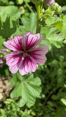 Malva sylvestris