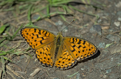 Argynnis niobe