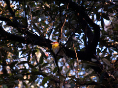 Cyclarhis gujanensis