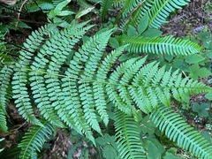 Athyrium