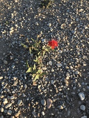 Nyctaginia capitata