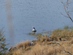 Phalacrocorax carbo lucidus