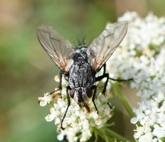 Dexiinae