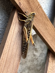 Schistocerca americana