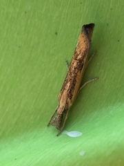 Agriphila inquinatella