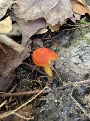 Hygrocybe punicea