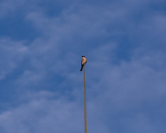 Tyrannus dominicensis