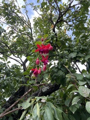 Fuchsia magellanica