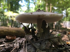 Amanita vaginata