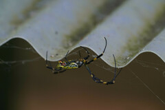 Trichonephila clavata