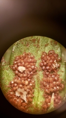 Polystichum californicum