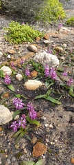 Lachenalia pallida