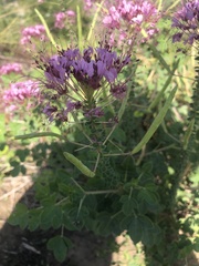 Polanisia dodecandra riograndensis