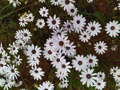 Dimorphotheca pluvialis