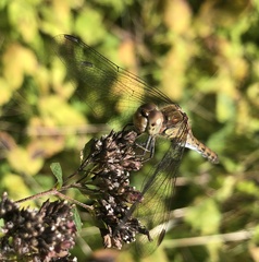 Sympetrum striolatum