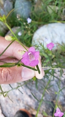 Agalinis purpurea