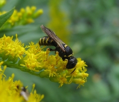 Ectemnius