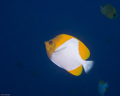 Hemitaurichthys polylepis