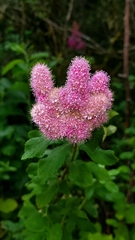 Spiraea douglasii