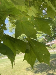 Acer nigrum