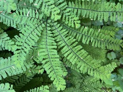 Adiantum aleuticum