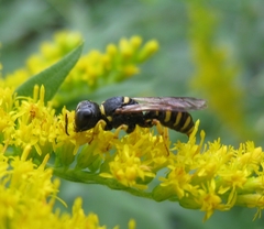 Ectemnius