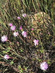 Lampranthus aduncus