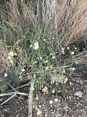 Chloracantha spinosa