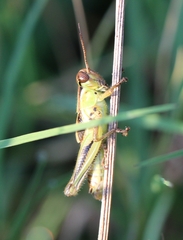 Melanoplinae