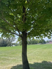 Acer nigrum