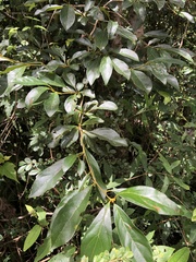 Lindera erythrocarpa