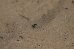 Cicindela scutellaris