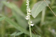 Spiranthes spiralis