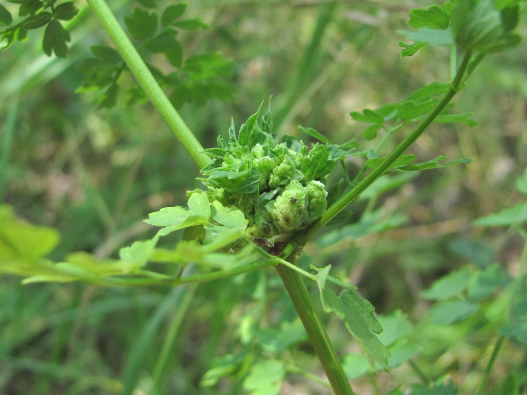 Phyllocoptes jaapi